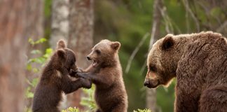 Diana Buzoianu: Hrănirea urşilor, sancţionată cu amenzi cuprinse între 10.000 şi 30.000 de lei ursi