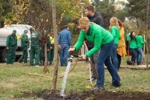 copaci plantare firea