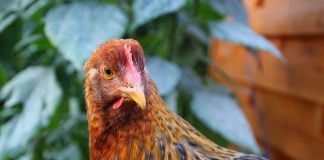 Aproape trei sferturi dintre români vor ca toate găinile din UE să fie scoase din cuşti (sondaj)