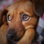 dog g4869ebac1 640