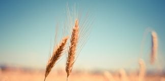 Ministrul Agriculturii anunță măsuri pentru fluidizarea exporturilor de cereale românești