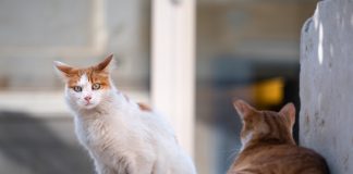 „Marea Pisiceală” ajunge în Sectorul 6: târg de adopții și expoziție cu peste 15 rase de pisici