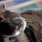 cat 1185957 1280
