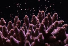 Canon lansează un proiect revoluționar de conservare a recifelor de corali