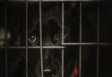 Cazul Kimba și costul violenței: cum sunt gestionați câinii din România, în pragul unei luni critice