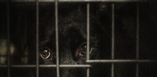 Cazul Kimba și costul violenței: cum sunt gestionați câinii din România, în pragul unei luni critice