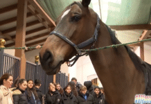 Eveniment educativ dedicat copiilor și tinerilor, organizat la centrul ecvestru din Snagov