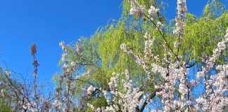 A doua zi de Paște în București: maxime de 17°C, înnorări temporare