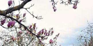 Spectacol de magnolii înflorite în Parcul Mogoșoaia, atracție de primăvară pentru vizitatori