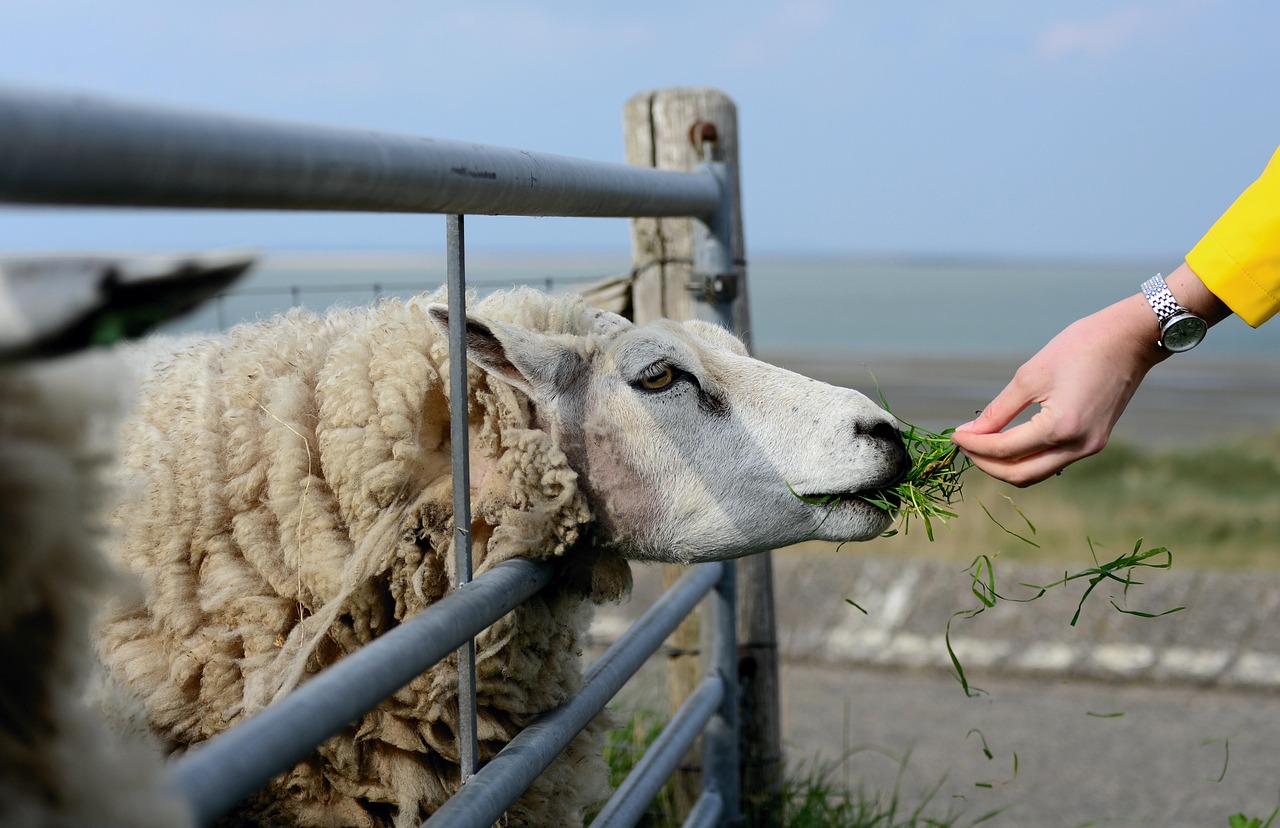 congerdesign sheep 4772994 1280