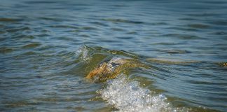 Voican (ANAT): Rezervările pentru anul 2026 au continuat să scadă, pentru că s-a redus puterea de cumpărare water, wave, rock, reflection, lake, splash, submerged, nature, calm, outdoors, water surface, water ripple, clear, sun, tide, summer, wet, wave reflection, no people