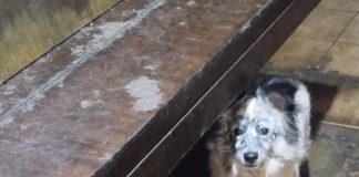Intervenție ASPA în Sectorul 5: 14 animale preluate după sesizările vecinilor