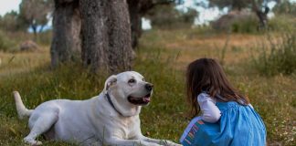 kid, dog, outdoors, little girl, girl, child, pet, animal, doggy, cute, adorable, childhood, nature, dog, dog, dog, dog, dog