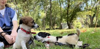 Târg de adopții ASPA în Parcul IOR pe 27 iunie. Evenimentul va include și activități interactive dedicate tehnologiei și inovației