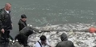 O parte din peștii din Lacul Herăstrău vor fi comercializați, anunță PMB/ Concesiunea, valabilă până în 2036