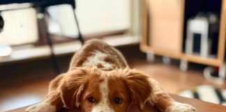 Câini adoptați din adăposturile ASPA București și-au găsit familii și un nou început