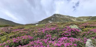 Munții Rodnei, colorați de rododendron. Turiștii sunt sfătuiți să respecte natura – FOTO