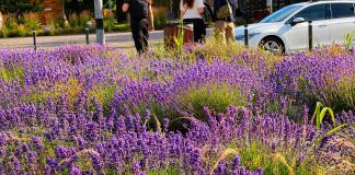 Lanurile de lavandă din Drumul Taberei transformă Sectorul 6 într-un colț de Provence