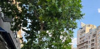 Primăria Capitalei plantează noi arbori pe Bulevardul Magheru pentru reducerea impactului poluării