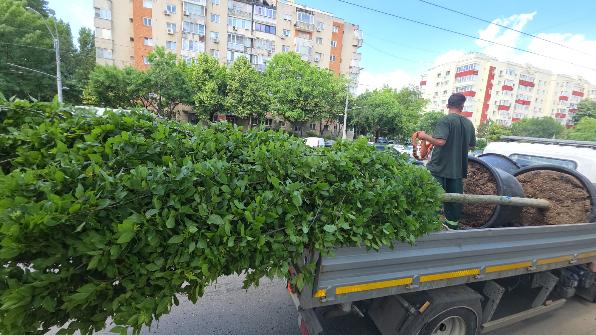 Calea Văcărești devine mai verde și mai accesibilă mijloacelor de transport public 1 arbori vacaresti 3