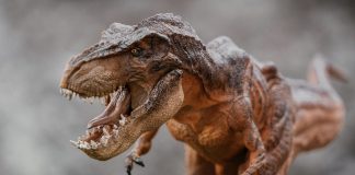 Eșec la licitație: o geantă realizată din celule de Tyrannosaurus Rex nu și-a găsit cumpărător – VIDEO a close up of a toy dinosaur with its mouth open