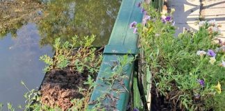 Primăria Capitalei replantează florile distruse din jardinierele de pe Dâmbovița: „Sunt furate, vandalizate, dar nu ne lăsăm”
