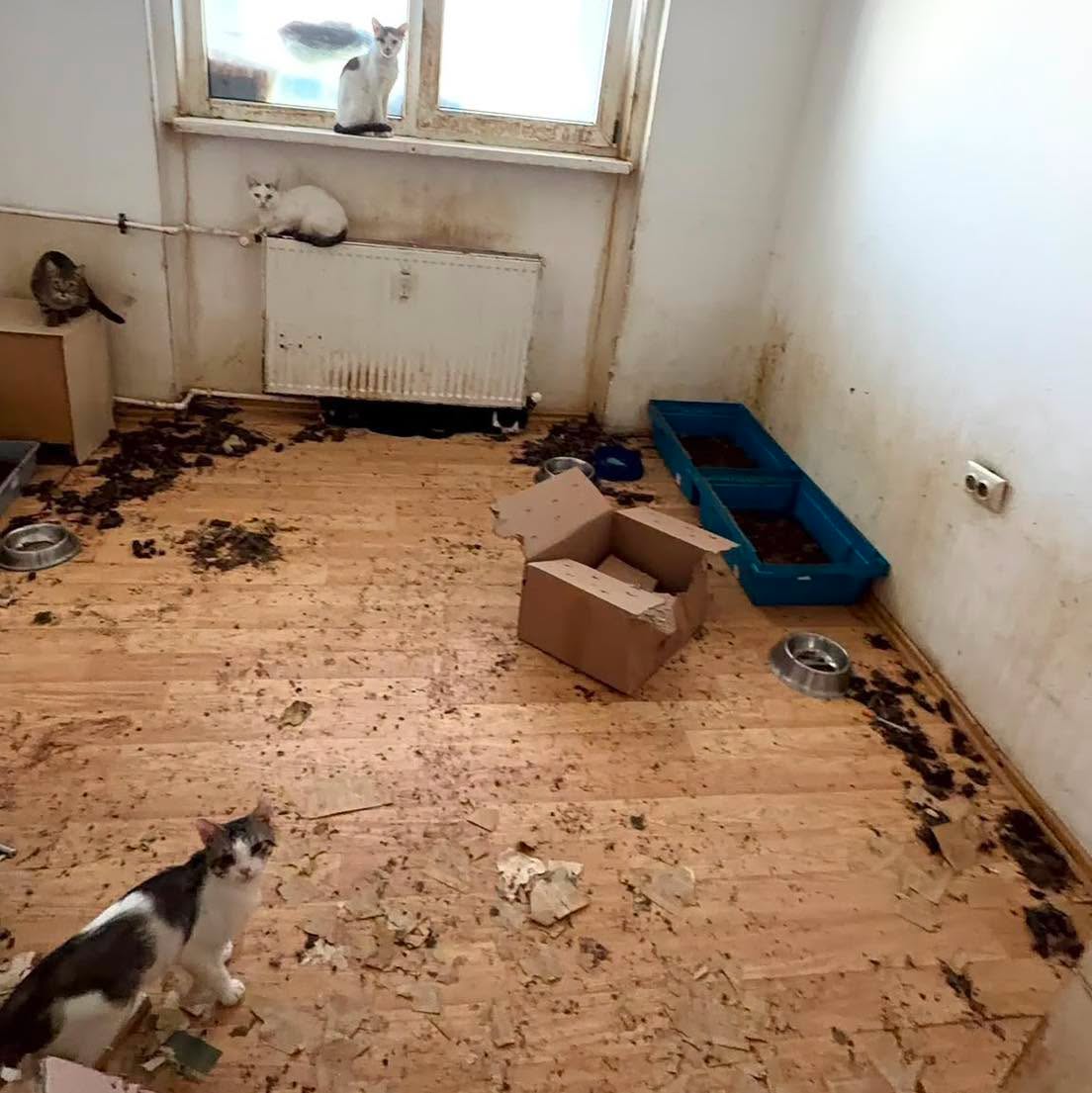 FOTO/ Apartament transformat în adăpost improvizat: 115 pisici au fost preluate de autorități 1 745660223 1494104658701763 8058361366040264932 n