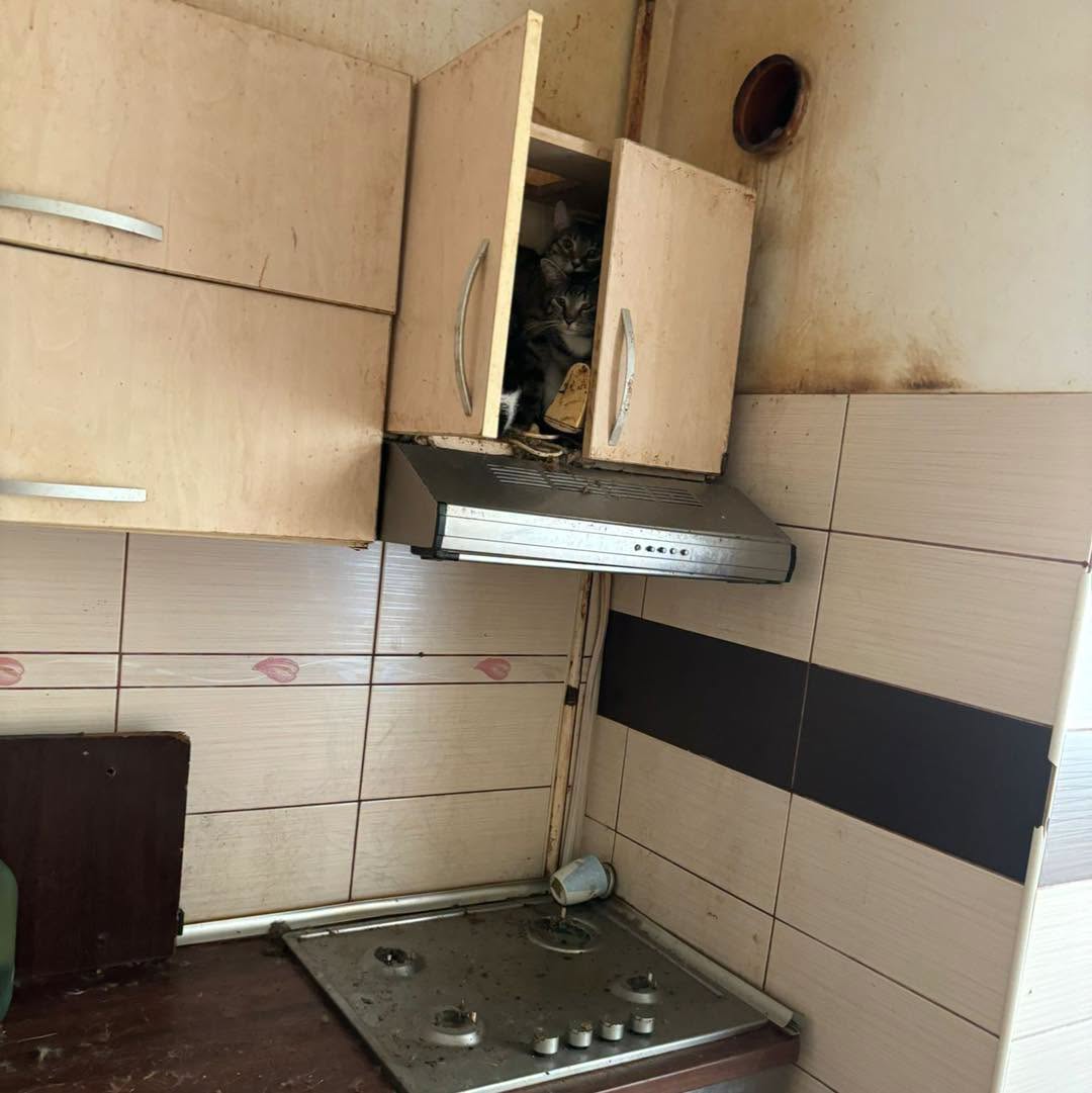 FOTO/ Apartament transformat în adăpost improvizat: 115 pisici au fost preluate de autorități 2 746823658 1191663230696803 5721474518703947300 n