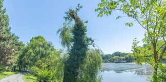 VIDEO/ Primăria Capitalei explică stadiul lucrărilor de la Lacul Herăstrău: stratul de mâl împiedică accesul utilajelor în întreaga cuvă