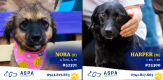 20 de câini își caută familii în București. Unde are loc târgul de adopții