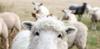 white sheep on green grass during daytime
