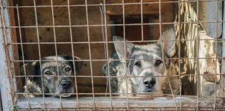 ANSVSA a aplicat amenzi de 64.500 lei în urma controalelor la adăposturile de câini two dogs in cage during daytime