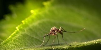 a close up of a mosquito on a leaf