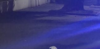 O lebădă rănită a ajuns pe carosabil în București. Polițiștii din Sectorul 6 au salvat-o