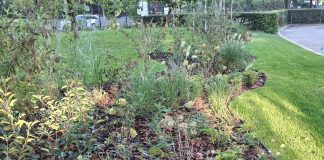 Spațiul verde din zona Averescu va fi amenajat cu peste 28.000 de plante și arbori. Ce schimbări anunță primarul Tuță