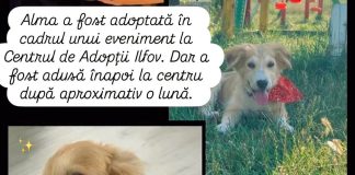Protecția Animalelor Ilfov trage un semnal de alarmă: Câini adoptați și aduși înapoi în adăpost după doar câteva ore