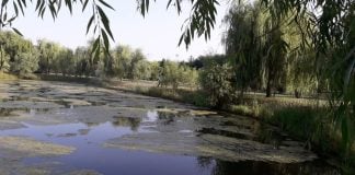 Tratamentul anti-țânțari, reluat în București. Sunt vizate 15 lacuri din Capitală