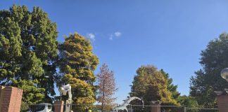FOTO/VIDEO Un chiparos de aproape 100 de ani a fost salvat în Parcul Herăstrău. Arborele era în pericol după surparea malului