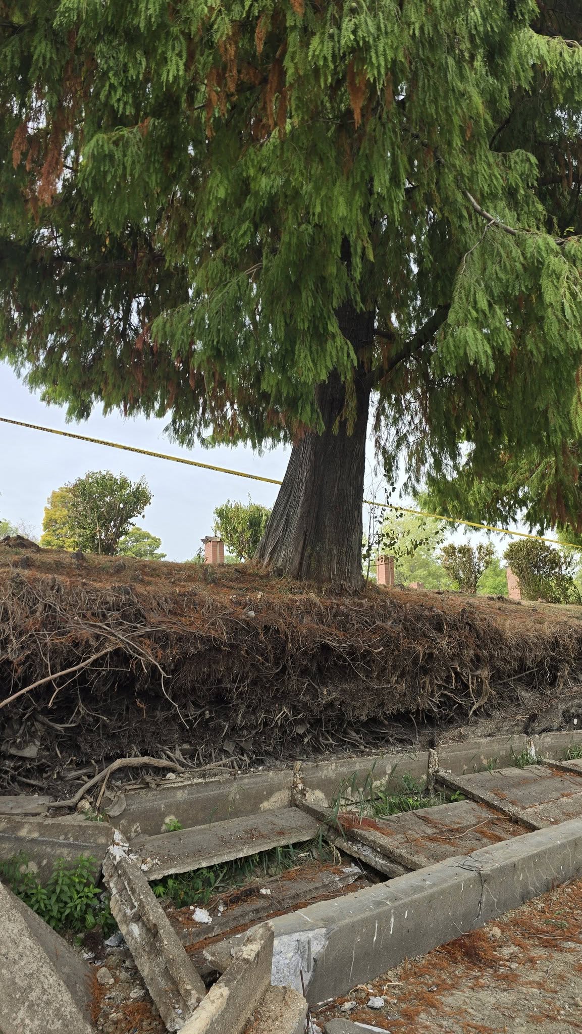 FOTO/VIDEO Un chiparos de aproape 100 de ani a fost salvat în Parcul Herăstrău. Arborele era în pericol după surparea malului 1 820097642 10166073550229203 3537941028323664102 n