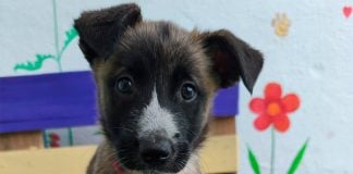 Târg de adopții ASPA pe 3 octombrie, la Kaufland Barbu Văcărescu. Zece câini își caută familii