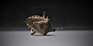 bedbugs, insect, arthropods, bedbugs, bedbugs, bedbugs, bedbugs, bedbugs
