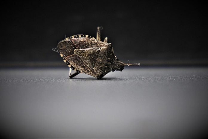 bedbugs, insect, arthropods, bedbugs, bedbugs, bedbugs, bedbugs, bedbugs