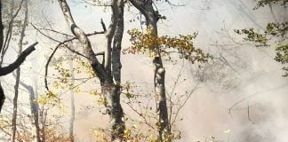 Ministerul Mediului a pus în consultare publică normele de prevenire şi apărare împotriva incendiilor de pădure