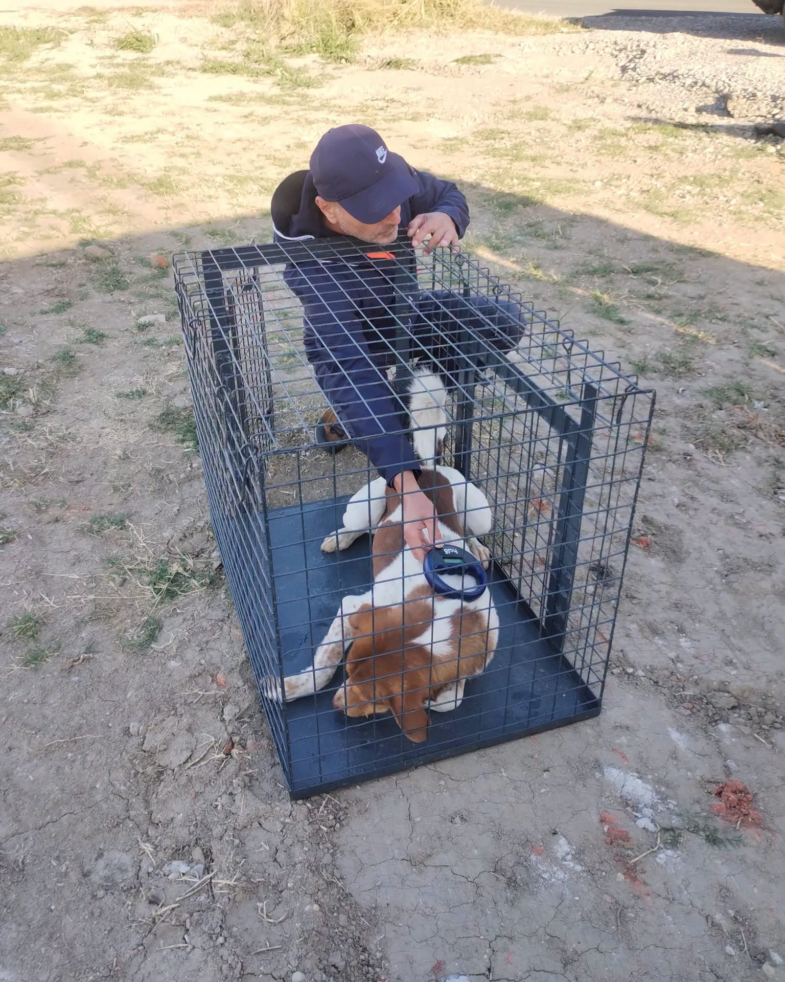 157 de câini, ridicați de pe străzile Bucureștiului în septembrie. Sectorul 5, pe primul loc 1 836319987 2327637414664546 3437511747932467535 n