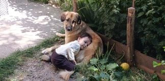 Baldur, câinele adoptat de la ASPA Mihăilești care și-a găsit familia la Breaza: „Am dormit aproape două luni pe canapea, cu mâna pe el”