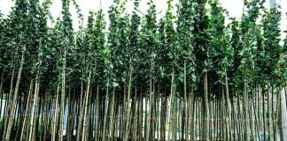 FOTO/ Au început plantările de tei în Sectorul 3. Echipele intervin în zonele Rotundă, Camil Ressu, Theodor Pallady și în Parcul IOR
