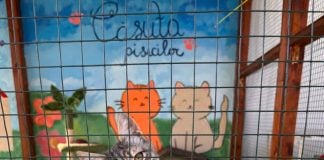 Căsuța pisicilor de la ASPA Bragadiru a fost pictată de voluntari. Animalele au nevoie în continuare de sprijin și familii adoptive