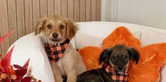”Toamna vine la pachet cu cele mai frumoase culori”. Două cățelușe adorabile din Ilfov își caută o familie. Freya și Zuleya pot fi adoptate împreună sau separat