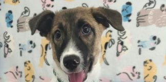 20 de câini de la ASPA își caută familii. Târg de adopții sâmbătă, la Hornbach Balotești