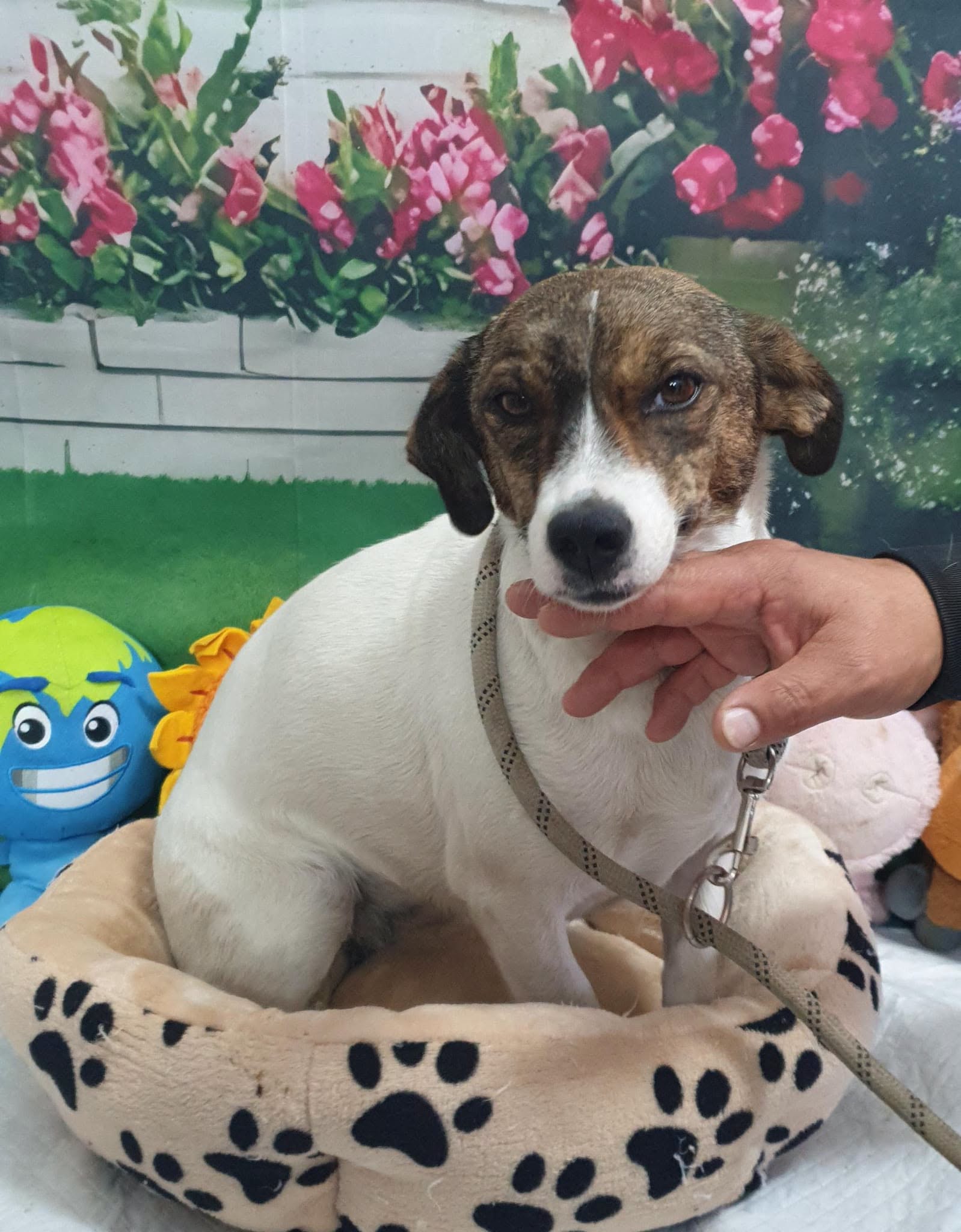ASPA a capturat 76 de câini de pe străzile Bucureștiului în prima jumătate a lunii octombrie. Patru pui au fost abandonați într-o cutie de livrare 2 856126172 2224992058072415 1904506022275004392 n